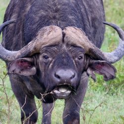 Tête de buffle agressif en gros plan.