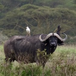 Plan large d'un énorme et magnifique buffle seul dans la savane affublé d'un petit oiseau blanc sur le dos.