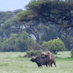 Scène de reproduction entre deux buffles dans la savane arborée.