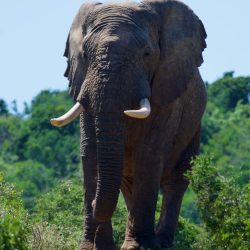 Magnifique et majestueux éléphant mâle marchant seule sur une piste dans la savane africaine.