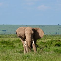 Eléphant mâle seul de face en plan large dans les herbes de la savane africaine.