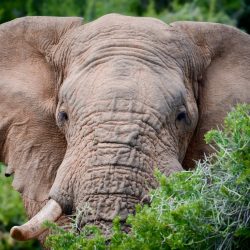 Tête d'éléphant mâle en gros plan surgissant de la végétation