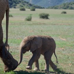 Eléphanteau suivant les pas de sa maman dans la savane africaine