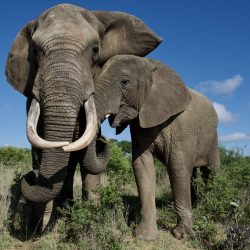Un couple d'éléphants marchant côte à côte sur une piste dans la savane africaine