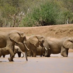 Groupe d'éléphants s'abreuvant dans une mare dans la savane africaine
