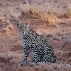 Léopard assis seul dans la savane africaine.
