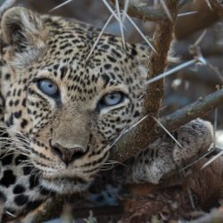 Gros plan de la tête d'un léopard tacheté aux yeux bleus tapi dans des branchages.
