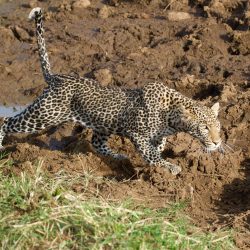 Léopard adulte tâcheté en chasse dans la savane.