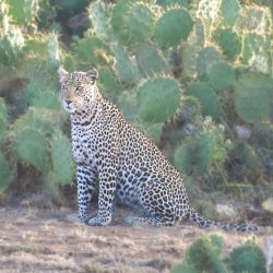 Léopard tâcheté assis au milieu des cactus dans la savane africaine.