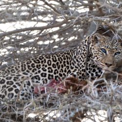 Léopard tâcheté aux superbes yeux bleus allongé à l'ombre de la végétation de la savane africaine.