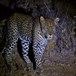 Léopard tâcheté chassant seul de nuit dans la savane.