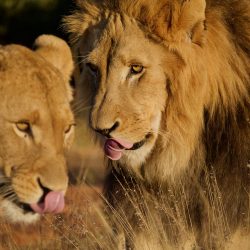 Superbe couple de lions complices dans la savane africaine.