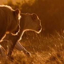 Magnifique lion marchant dans les herbes de la savane au coucher de soleil accompagné d'une jeune lionne.