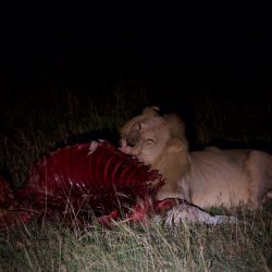 Rare et étonnante image d'un lion dévorant le reste d'une carcasse de zèbres pendant la nuit.