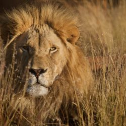 Gros plan de la tête d'un magnifique et puissant lion caché dans l'herbe sèche de la savane.