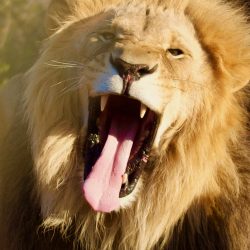 Magnifique lion mâle à la superbe crinière rugissant puissament.