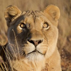Gros plan de la tête d'une magnifique lionne au regard perçant.