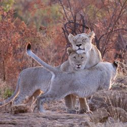 Trio de lionceaux s'amusant ensemble dans la végétation.