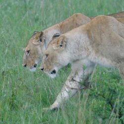 Duo de lionnes pistant côte à côte les herbes vertes de la savane.