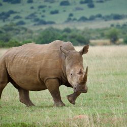 Magnifique et majestueux rhinocéros marchant seul dans la savane.