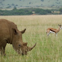 Magnifique rhinocéros broutant seul dans la savane à proximité d'une antilope.