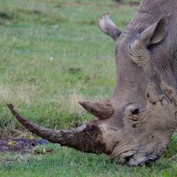 Gueule de Rhinos de profil en gros plan fouillant la boue avec sa corne.