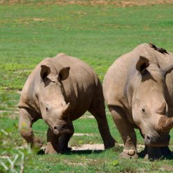 Couple de rhinos de face marchant côte à côte.