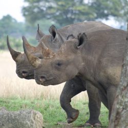 Deux puissants rhinocéros se baladant côte à côte dans la savane.